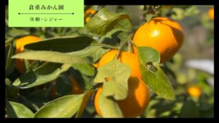【防府市】倉重みかん園の体験内容・アクセス・料金・営業時間