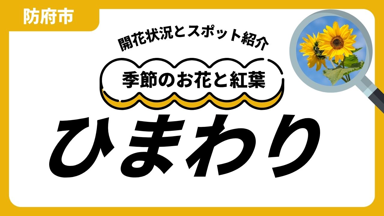 「防府」ひまわりのスポットと開花状況のサムネイル
