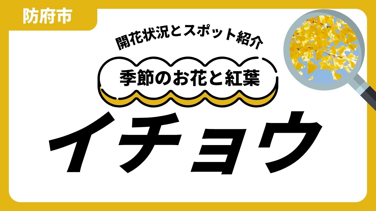 「防府」イチョウのスポットと開花状況のサムネイル