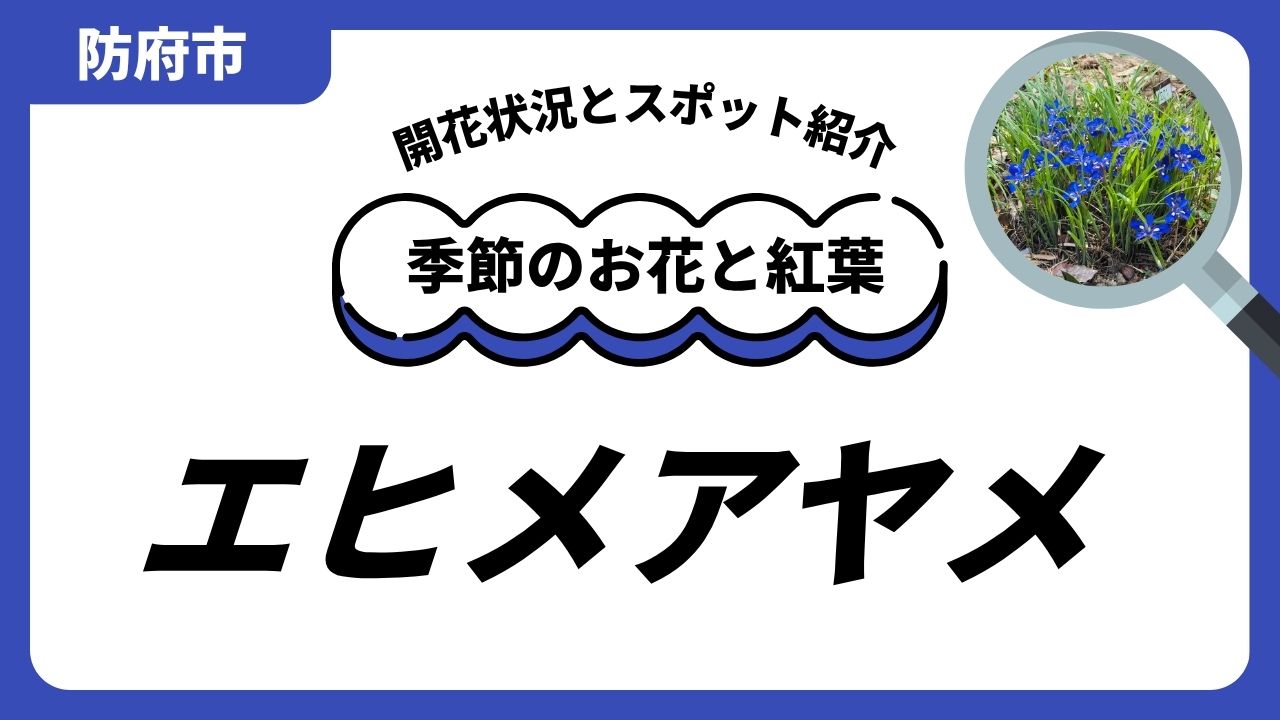 「防府」エヒメアヤメのスポットと開花状況のサムネイル