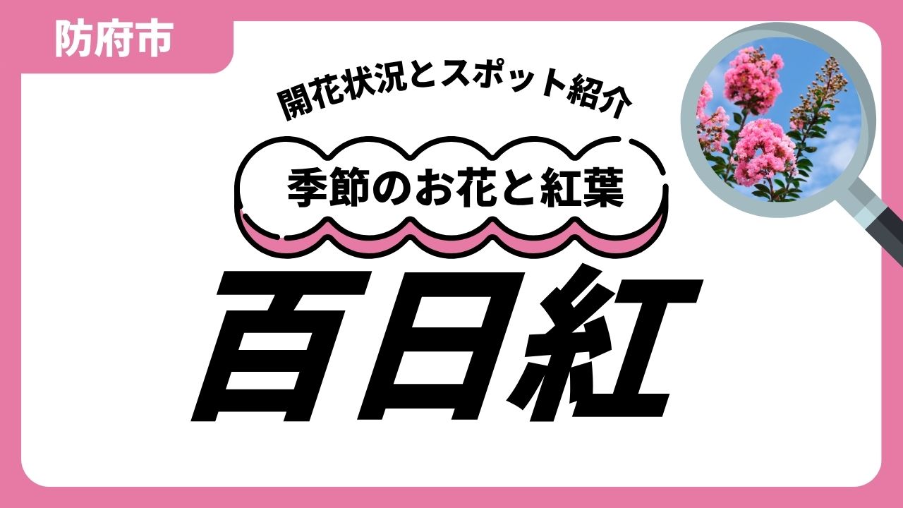 「防府」サルスベリのスポットと開花状況のサムネイル