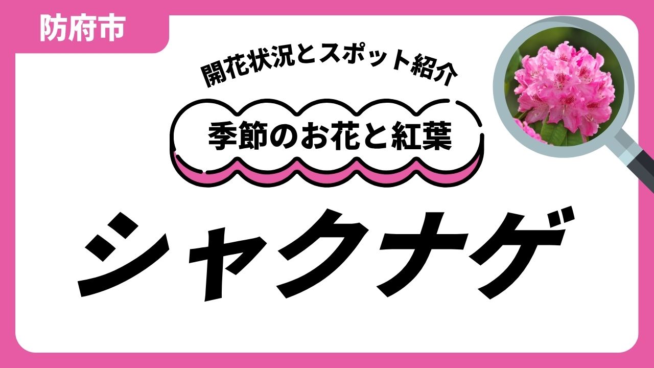 「防府」シャクナゲのスポットと開花状況のサムネイル