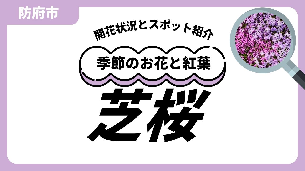 「防府」芝桜のスポットと開花状況のサムネイル