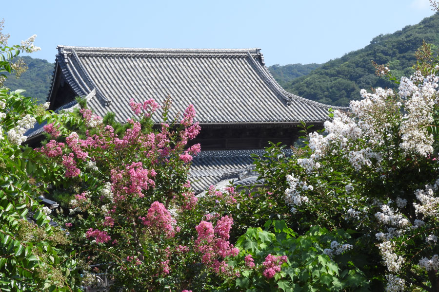 国分寺_サルスベリ