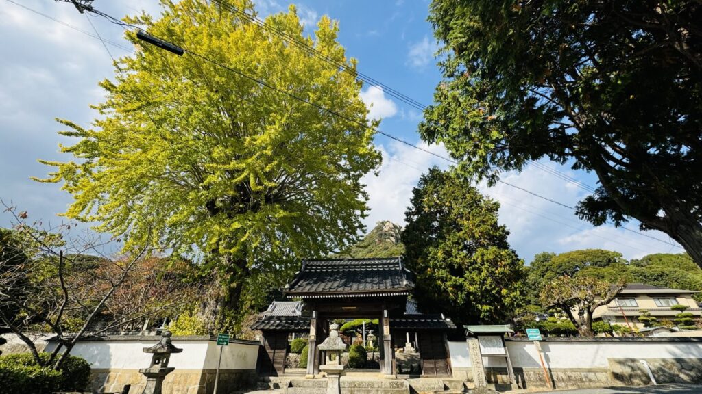 天徳寺_イチョウ