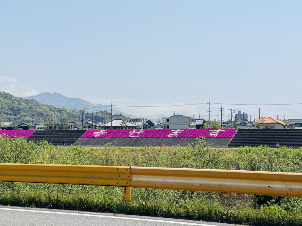 芝桜_佐波川左岸