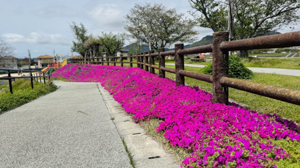 芝桜_桜本児童遊園
